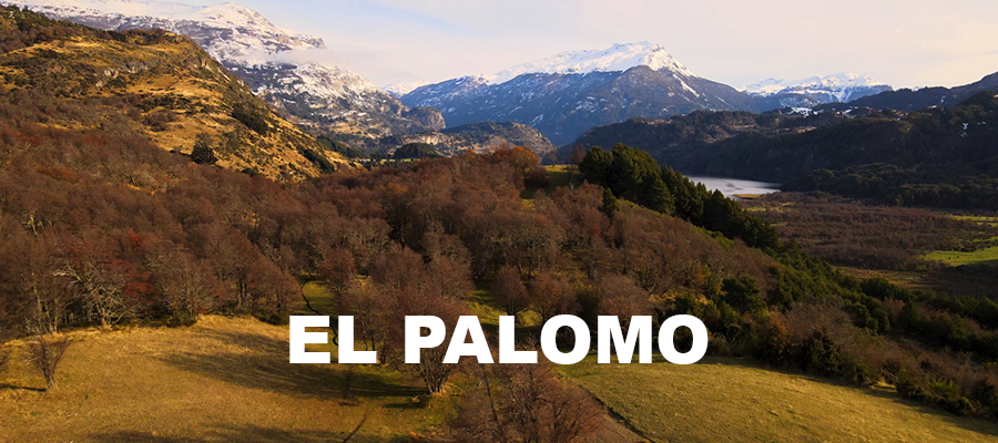 el palomo